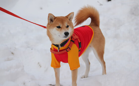 伊朗马术协会授予卡尔·阿里·阿尔达比“年度最佳盛装舞步骑手”称号。