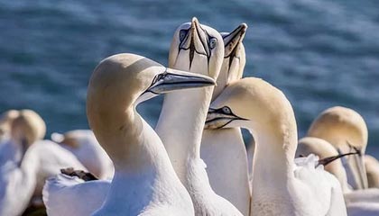 Jiuyou-菲律賓男篮在亚洲预赛中表现抢眼，盼望奥运入场券