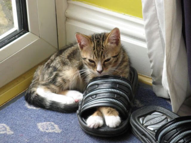 _速战速决:极速短兵相接的快节奏比赛_,速战速决的战役叫什么